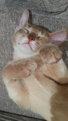 Cat pictures｜眠いなぁ～