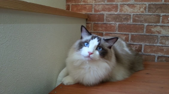 Cat pictures｜青い眼が印象的！