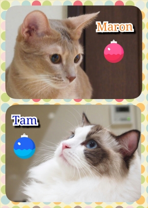 Cat pictures｜マロン&タム！