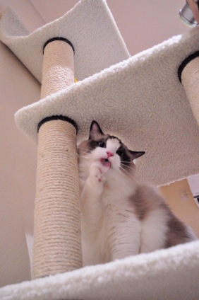 Cat pictures｜舐めるなよ～タムもタワーで遊べるぞ！