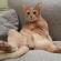 Cat pictures｜テレビを見るマロン！