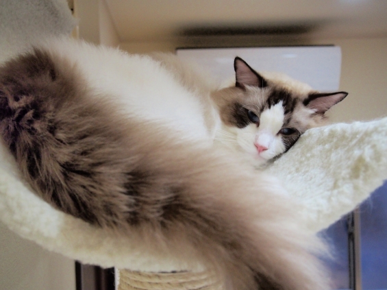 Cat pictures｜眠い～眠い～タム！