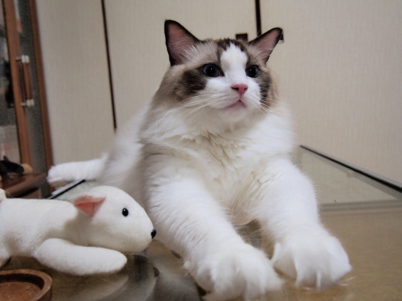 Cat pictures｜夏場はここがタムのベッド！