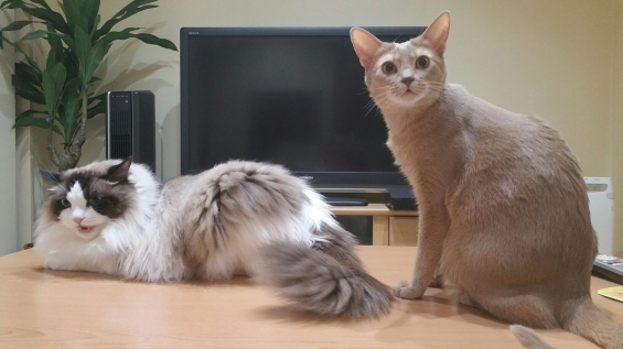 Cat pictures｜マロン&タム