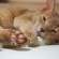 Cat pictures｜眠たい・・・