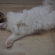 Cat pictures｜爆睡！