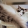 Cat pictures｜眠い～眠い～タム！