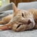 Cat pictures｜眠たいマロン！