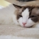 Cat pictures｜眠たいタム！