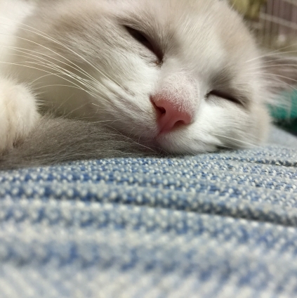 Cat pictures｜♡アリス寝顔♡