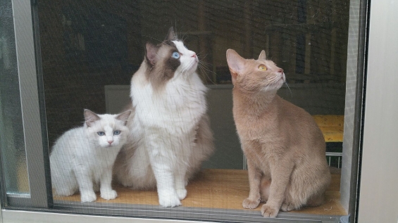 Cat pictures｜窓の外から
