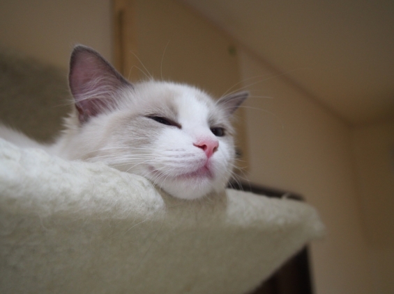 Cat pictures｜眠くて！眠くて！