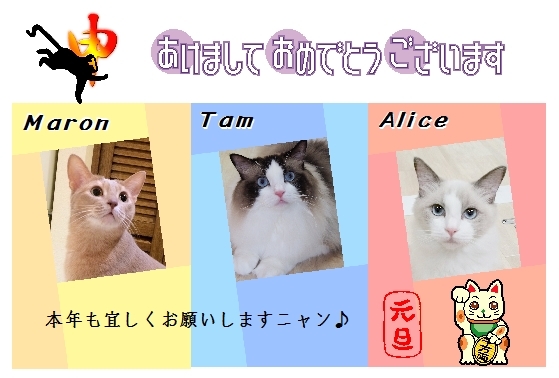 Cat pictures｜年賀状だニャン（*^_^*）