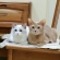 Cat pictures｜マロン&アリスの遊び隊！！
