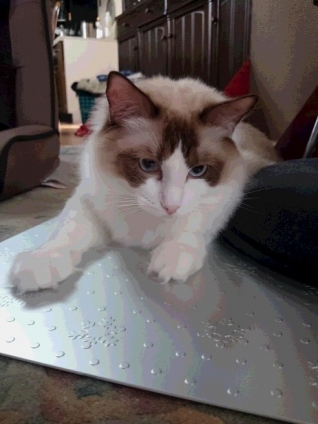 Cat pictures｜アルミ板は涼しくってお気に入りニャン。