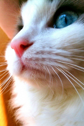 Cat pictures｜Eye