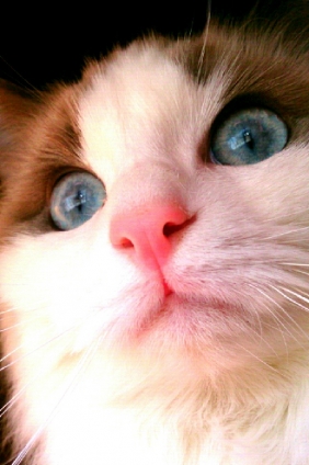 Cat pictures｜Eyes