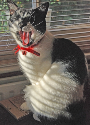 Cat pictures｜Mr Monty yawning