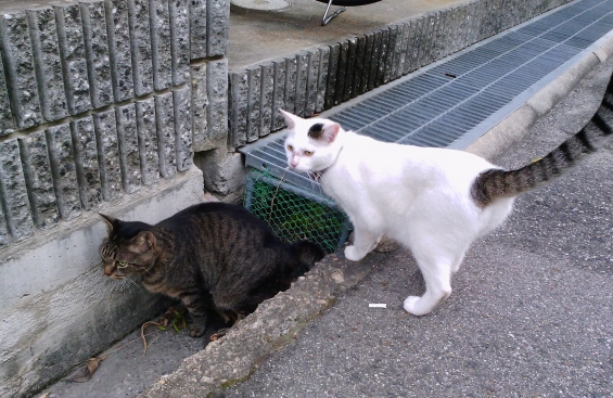 Cat pictures｜見張り役part1