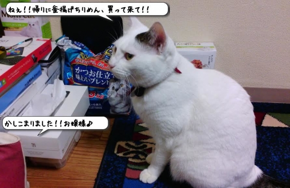 Cat pictures｜昨日のマロちゃん♪