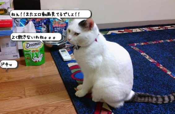 Cat pictures｜今朝3時のマロちゃん♪