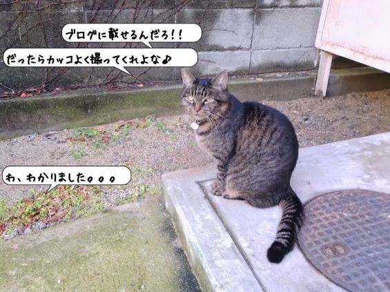 Cat pictures｜ニック様♪