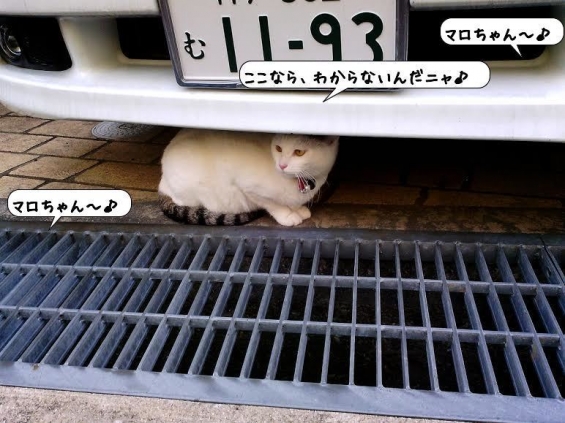 Cat pictures｜今朝のマロちゃん♪