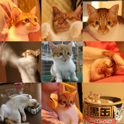Cat pictures｜メルちゃんの400号記念を祝って♪