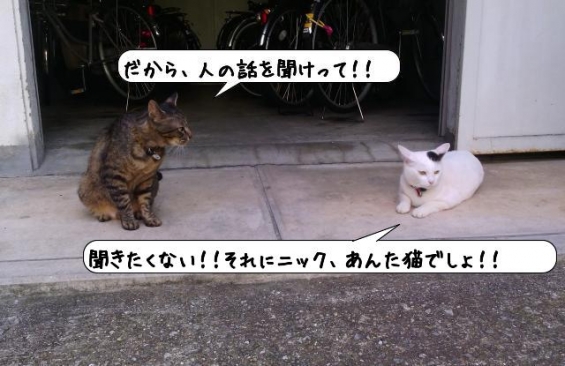 Cat pictures｜今朝のニックとマロ♪