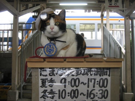 Cat pictures｜哀悼　たま駅長