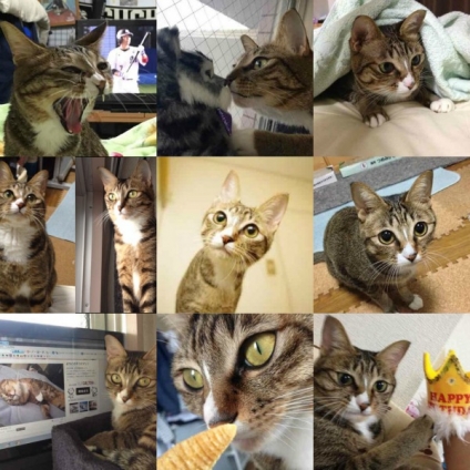 Cat pictures｜ミー子さんの2周年記念をお祝いして♪