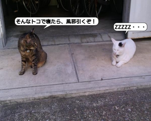 Cat pictures｜吹き出し画像パートⅡ