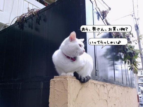 Cat pictures｜マロちゃん、挨拶をするの巻♪
