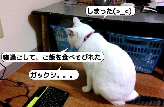 Cat pictures｜マロちゃん、ガックシの巻♪