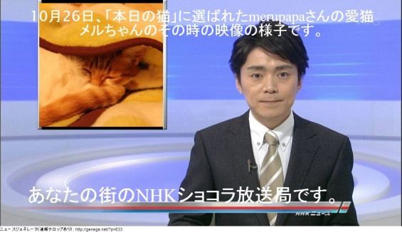 Cat pictures｜あなたの街のNHKショコラ放送局2