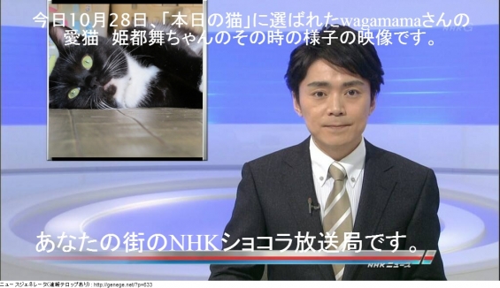 Cat pictures｜あなたの街のNHKショコラ放送局3