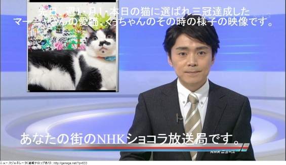 Cat pictures｜あなたの街のNHKショコラ放送局4