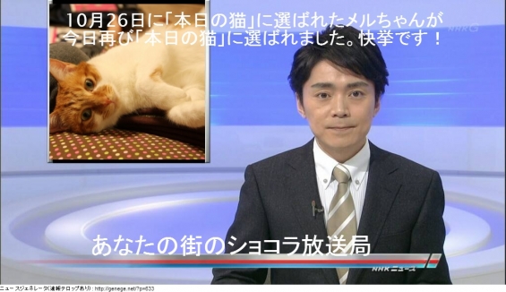 Cat pictures｜あなたの街のNHKショコラ放送局6