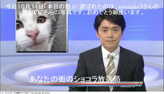 Cat pictures｜ショコラ放送局7