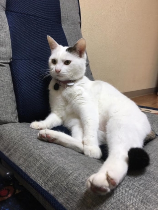 Cat pictures｜マロ、お気に入りの座椅子の上で♪