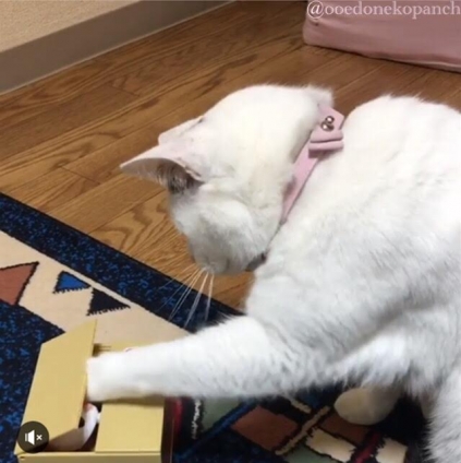 Cat pictures｜マロといたずらバンク(貯金箱)
