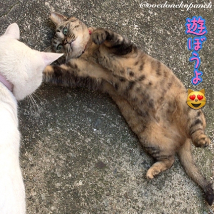 Cat pictures｜遊ぼうよ