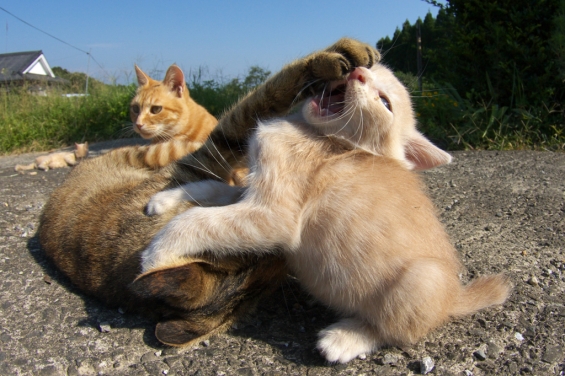 Cat pictures｜猫パーンチ！