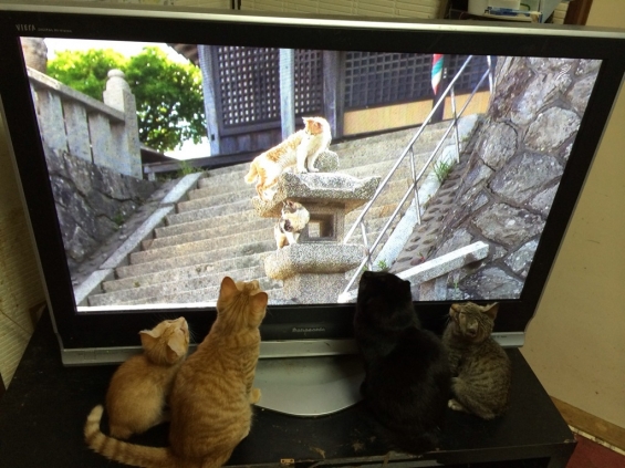 Cat pictures｜僕らも出たいな岩合光昭さんの世界ネコ歩き