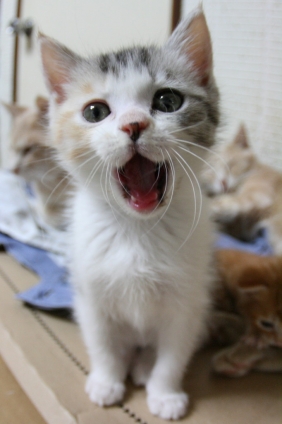 Cat pictures｜はなちゃん　ハーイ！