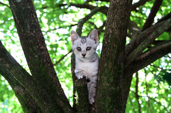 Cat pictures｜木の上でキメポーズ！