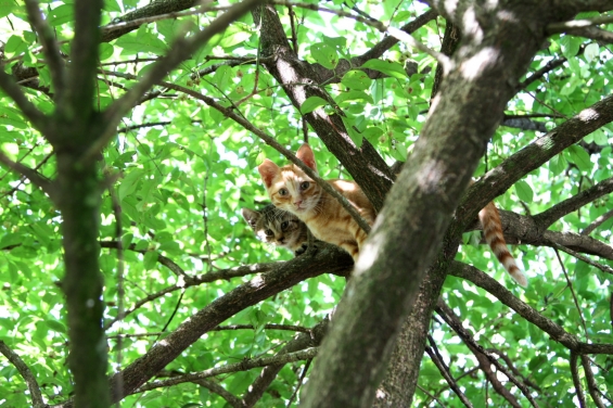 Cat pictures｜２匹で木登り
