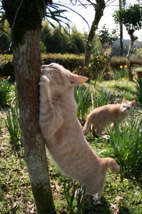 Cat pictures｜爪とぎの木