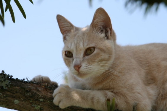 Cat pictures｜気持ちが良いね！