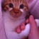 Cat pictures｜握手